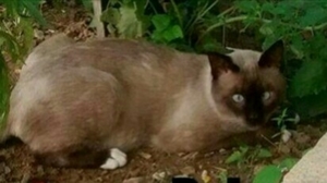 Gato desaparecido