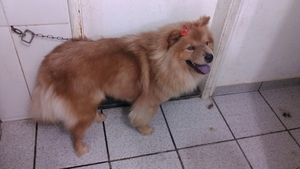 Vacinas em Animais